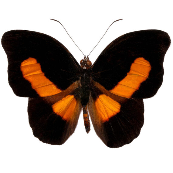 Catonephele Acontius A1 - Perú