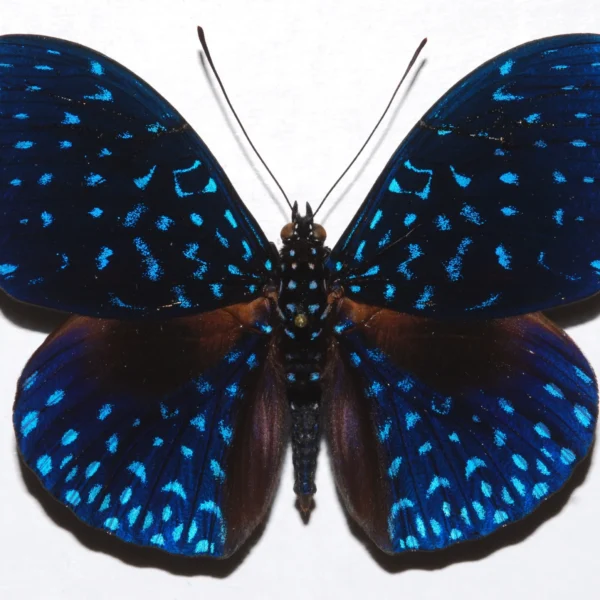 Hamadryas Velutina A1 - Perú