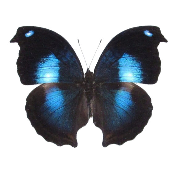 Napeocles Jucunda A1 - Perú